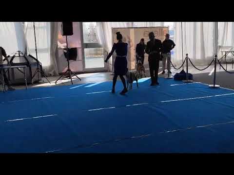 Видео: Кобели чемпионы, особый статус г. Артём Вилли Ши