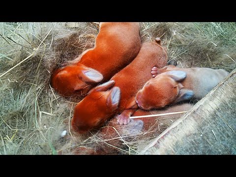 Видео: Осмотр на 3й день после окрола/ОКРОЛ 4: -2 НЗК/ НЗБ