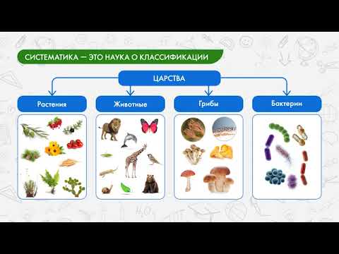 Видео: Биология 6 класс. Систематика, растения высшие и низшие