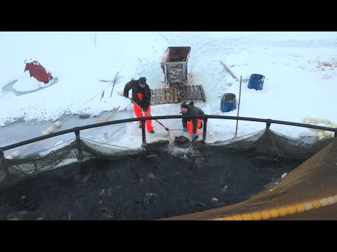 Видео: ФОРЕЛЕВОЕ ХОЗЯЙСТВО. КАРЕЛИЯ. ОТГРУЗКА  ТОВАРНОЙ РЫБЫ.