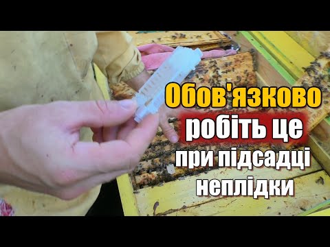 Видео: Неплідна матка. Як правильно підсадити неплідку?