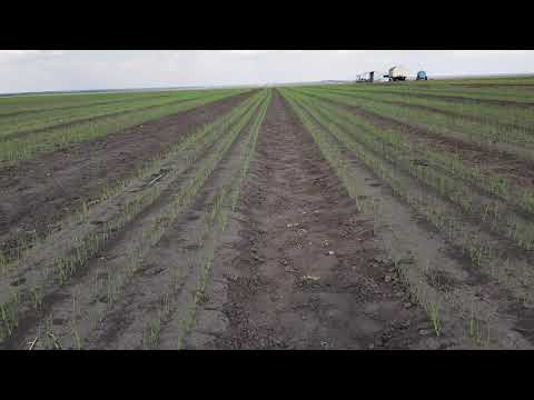 Видео: снова на луке 2021