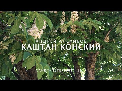 Видео: Каштан конский. Алефиров А.Н.
