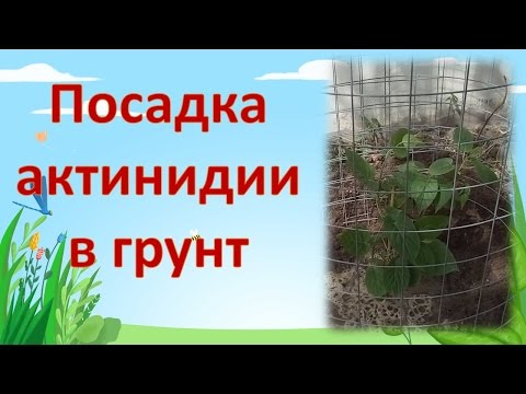 Видео: КАК ПОСАДИТЬ АКТИНИДИЮ. Выращивание актинидии. Как выращивать актинидию.
