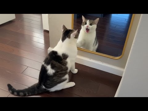 Видео: Кошки ведут себя странно 😹 | Самые смешные моменты с кошками!