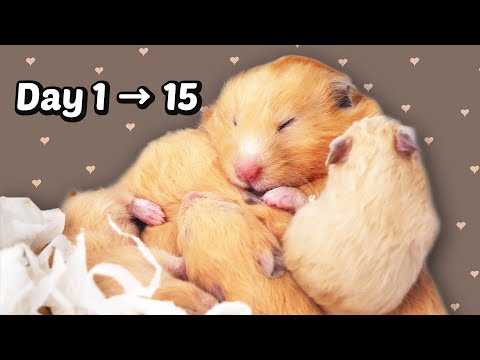 Видео: День с 1 по 15: детеныши хомяков подрастают (2021)