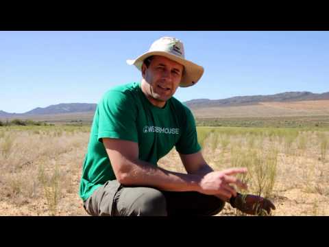 Видео: Африка - ПРОИЗВОДСТВО РОЙБУША