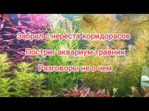 Видео: Коридорас с нереста, обслужил аквариум травник.Бесполезные Разговоры.
