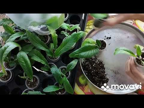 Видео: Стрептокарпусы - пересадка деток, стартёров...! 2 часть!