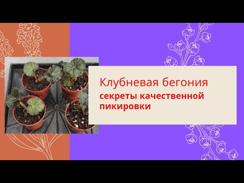 Видео: Пикировка клубневых Бегоний.