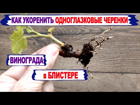 Видео: 🍇 Простое, эффективное укоренение ОДНОГЛАЗКОВЫХ ЧЕРЕНКОВ ВИНОГРАДА в БЛИСТЕРЕ + кокосовый субстрат