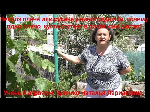 Видео: Некроз винограда, почему рукав винограда плохо растет? Пузенко Наталья Лариасовна