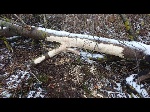 Видео: Неделя охоты на бобров - 89 кг. Все выстрелы и бобры в одном видео!