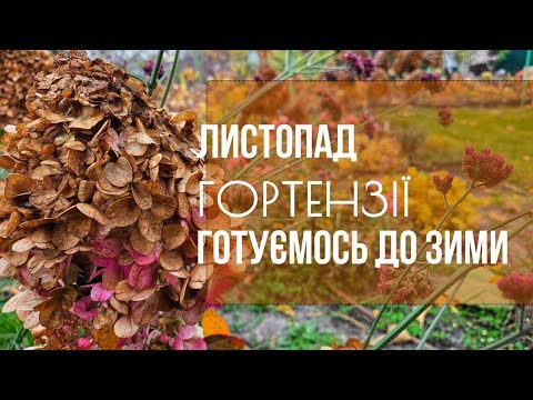 Видео: Підготовка гортензій до зими у листопаді | що робити зараз, а що вже робити пізно
