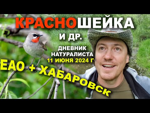 Видео: Красношейка ♫ и др. ЕАО+Хабаровск. 11.06.2024 г.