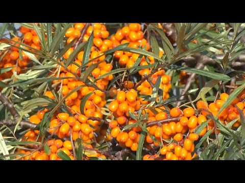 Видео: Специальный репортаж: оранжевое золото Алтая