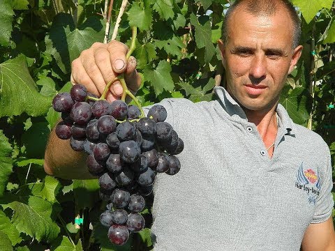 Видео: Сверхранние сорта винограда. Сезон 2017. Часть 3.  (Over the early varieties of grapes. 2017_3)