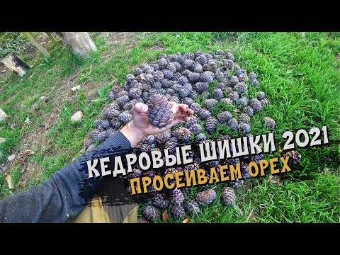 Видео: Кедровые шишки 2021 ПО РЕКЕ | Шелушим шишку, просеиваем орех