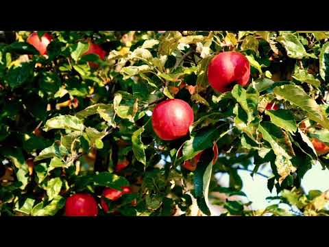 Видео: Подхранване на плодните дървета в края на лятото