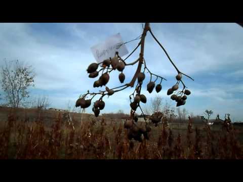 Видео: №66 Табак  Уборка семян табака