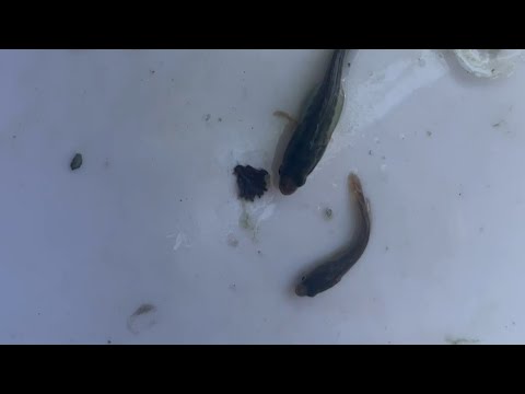 Видео: Илон балиқ личинкалари нима учун сийраклаб кетишини сабабини билармидингиз?