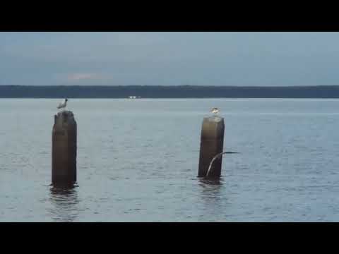 Видео: Чайки Весьегонска. 5 серия:   На крыло