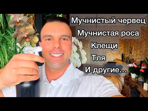 Видео: НАРОДНЫЙ ИНСЕКТИЦИД, АКАРИЦИД, ФУНГИЦИД. ТРИ в ОДНОМ.