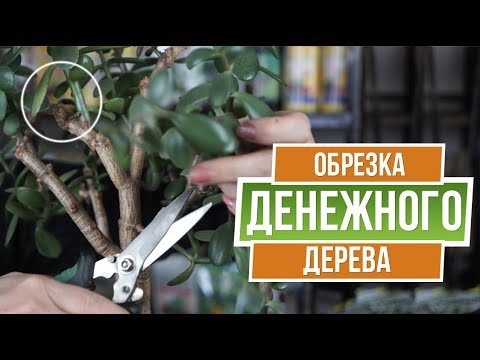 Видео: Правильная обрезка денежного дерева ❦ Обрезка Крассулы