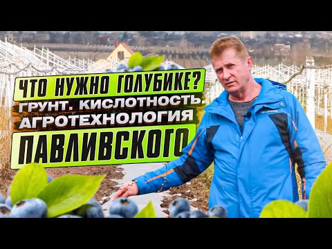 Видео: ВЫСОКОРЕНТАБЕЛЬНАЯ ГОЛУБИКА Михаила Павливского. Особенности ухода за почвой. Голубика как бизнес.