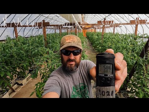Видео: ВЫРАЩИВАЙТЕ ЗДОРОВЫЕ ГИДРОПОННЫЕ ПОМИДОРЫ С ПРАВИЛЬНЫМ УРОВНЕМ pH И ЕС