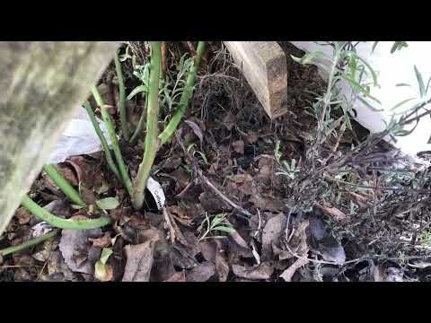 Видео: Когда снимать укрытие с роз