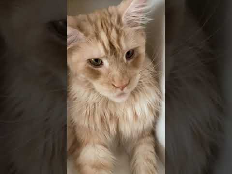 Видео: Гера🐈 именинник🥳 2 года😻🎉 Мейн-кун (maine coon)