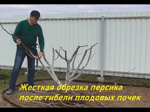 Видео: Жесткая обрезка персика после гибели плодовых почек.