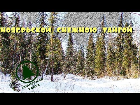 Видео: Ноябрьской снежною тайгой