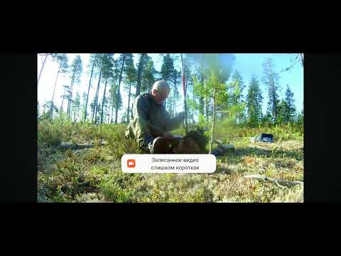 Видео:  Провёл связь на14 МГц с R1CBD/P Карелия остров Олений , белое море