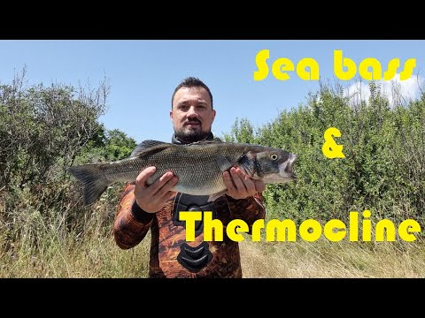 Видео: Лавраци и термоклин - подводен риболов в Черно Море
