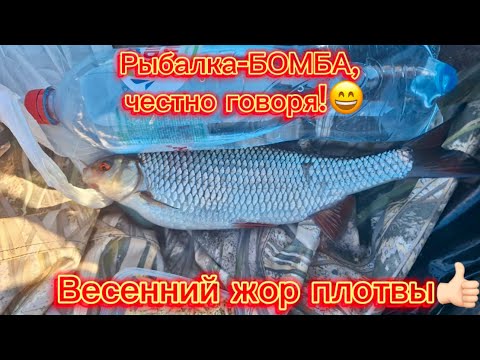 Видео: На плотву по весне￼. Одна за одной!￼￼￼