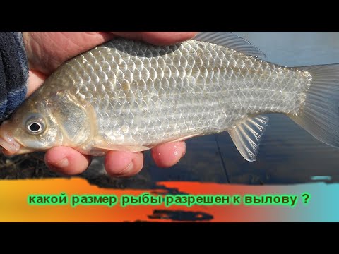 Видео: Какого РАЗМЕРА РЫБУ можно брать в Черноморском регионе ?