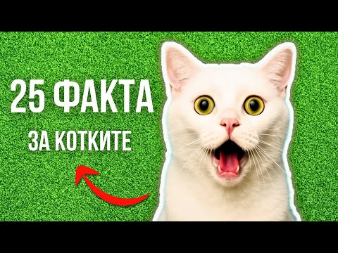 Видео: 25 НЕВЕРОЯТНИ ФАКТА ЗА КОТКИТЕ, КОИТО ЩЕ ТЕ ИЗУМЯТ!