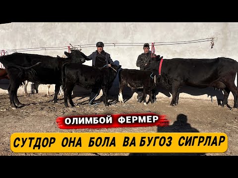 Видео: СУТДОР  ОНА  БОЛА ВА БУГОЗ  СИГРЛАР   ОЛИМБОЙ  ФЕРМЕР 13-НОЯБРЬ