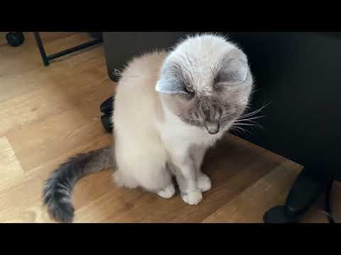 Видео: ВЛОГ: КОШКА МУСЯ ОЦЕНИЛА НОВОЕ ПОКРЫВАЛО! ЧТО КУШАЕТ НАША КОШКА! ПОХОЛОДАЛО! БЛЭКАУТ НАМ НЕ СТРАШЕН!