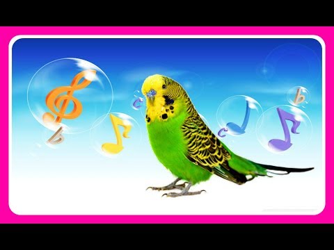 Видео: КАК ВОЛНИСТЫЙ ПОПУГАЙ ЧИРИКАЕТ И ПОЕТ//ЖИЗНЬ ПОПУГАЯ ТОШИ В КЛЕТКЕ//PARROT//зеленый попугайчик TV