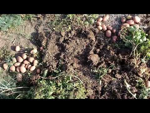 Видео: Восточный Казахстан  Картофель на органике 2022 г