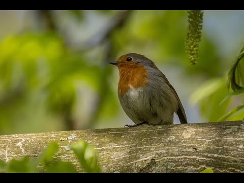 Видео: Лечебные звуки природы | Very beautiful music | Sounds of the forest, birdsong.