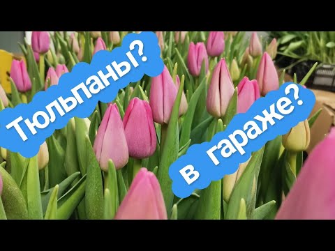 Видео: Первый срез тюльпана выращенного в гараже.