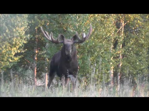 Видео: Гон лося. Бык прибежал бегом. Учусь манить.