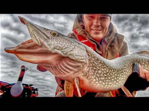 Видео: ВСЯ РЫБА ТУТ! НА КАЖДОМ ЗАБРОСЕ РЫБА ГНЁТ СПИННИНГ!
