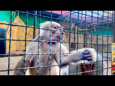 Видео: Мы принесли вкусняшки для ЗВЕЗДНОЙ ПАРОЧКИ Люси и Елисея! 