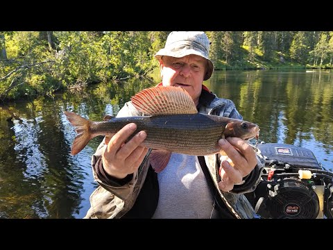 Видео: ЖИЗНЬ И РЫБАЛКА В ТАЙГЕ, РЕКИ ОЗЁРА И ВЕЛИКАЯ ПРИРОДА ВСЁ ДЛЯ НАС