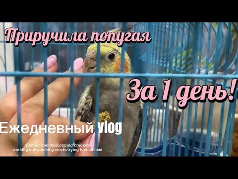 Видео: ПРИРУЧИЛА ПОПУГАЯ за 1 ДЕНЬ/ 4-6 день ДОМА/ VLOG
